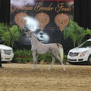 2012 Arabian Breeder Finals 