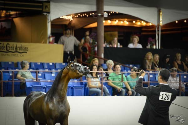 2012 Arabian Breeder Finals 