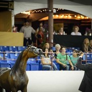 2012 Arabian Breeder Finals 