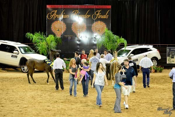 2012 Arabian Breeder Finals 