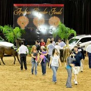 2012 Arabian Breeder Finals 