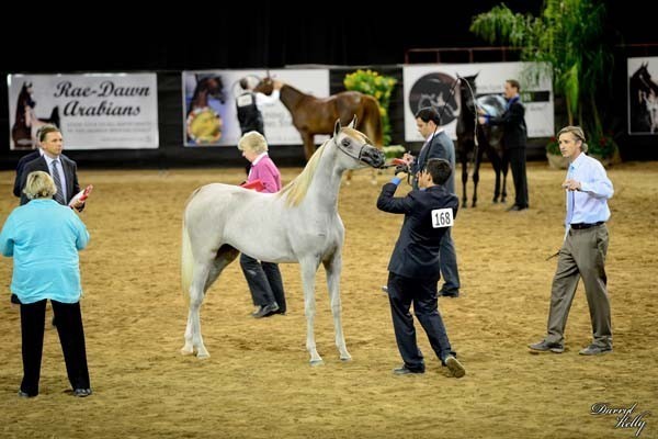 2012 Arabian Breeder Finals 