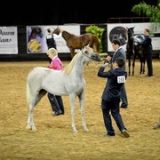 2012 Arabian Breeder Finals 