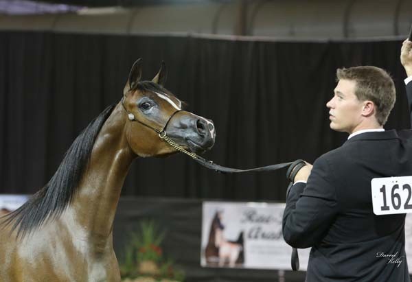 2012 Arabian Breeder Finals 