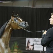 2012 Arabian Breeder Finals 