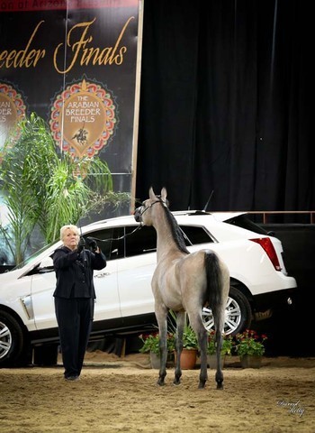 2012 Arabian Breeder Finals 