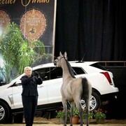 2012 Arabian Breeder Finals 