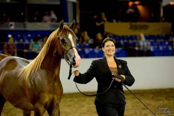 2012 Arabian Breeder Finals 