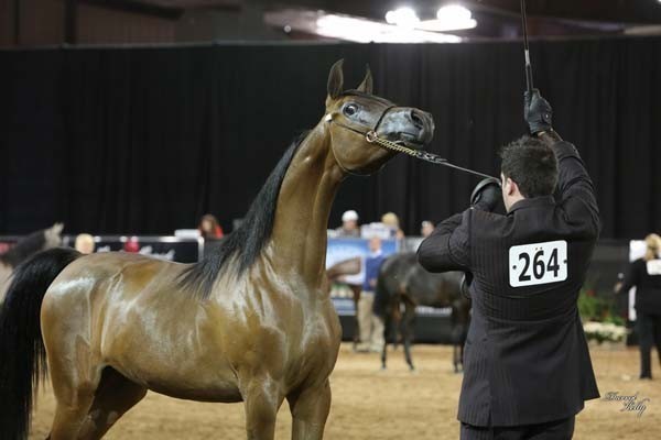 2012 Arabian Breeder Finals 