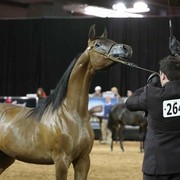 2012 Arabian Breeder Finals 