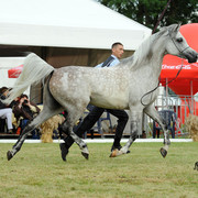 2012 Polish Arabian Horse Days
