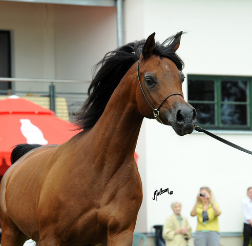 2012 Polish Arabian Horse Days