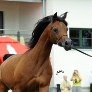 2012 Polish Arabian Horse Days