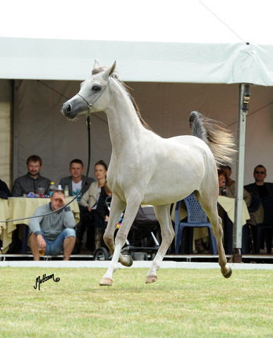 2012 Polish Arabian Horse Days