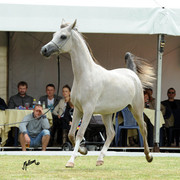 2012 Polish Arabian Horse Days