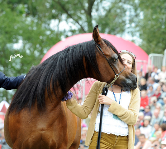 2012 Polish Arabian Horse Days