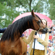 2012 Polish Arabian Horse Days