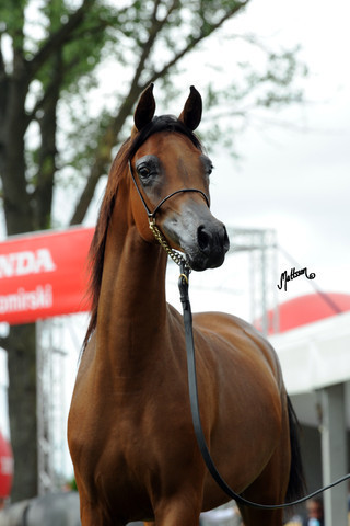 2012 Polish Arabian Horse Days