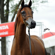 2012 Polish Arabian Horse Days