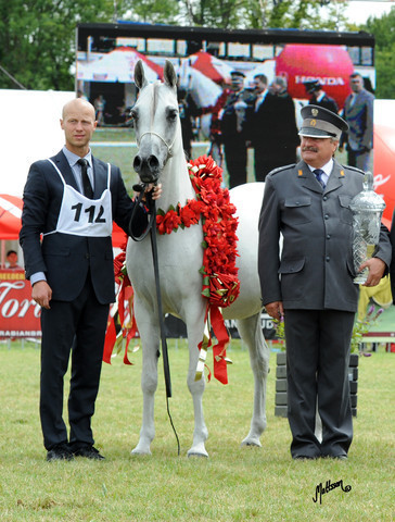 2012 Polish Arabian Horse Days