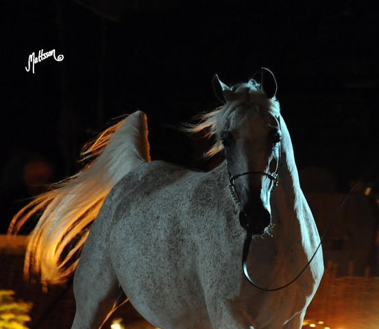 2012 Polish Arabian Horse Days