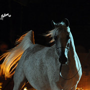 2012 Polish Arabian Horse Days