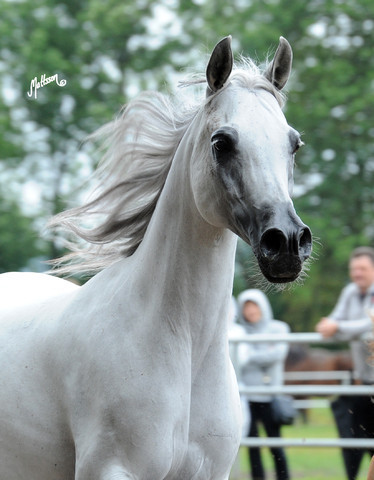 2012 Polish Arabian Horse Days