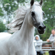 2012 Polish Arabian Horse Days
