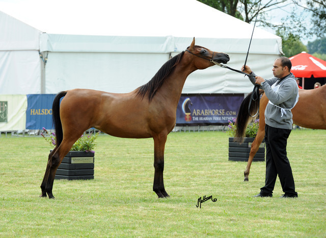 2012 Polish Arabian Horse Days