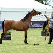 2012 Polish Arabian Horse Days