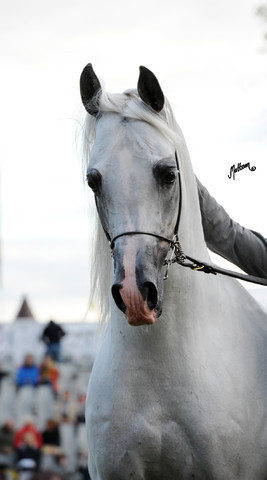 2012 Polish Arabian Horse Days