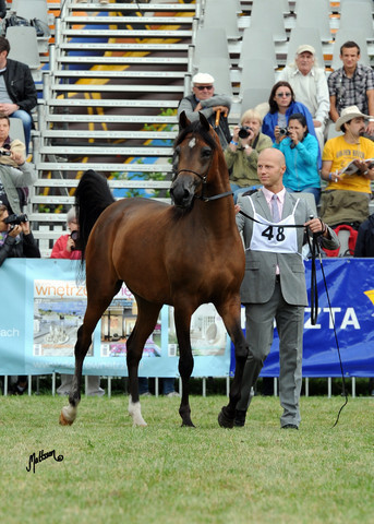 2012 Polish Arabian Horse Days