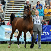 2012 Polish Arabian Horse Days