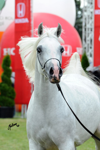 2012 Polish Arabian Horse Days