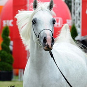 2012 Polish Arabian Horse Days