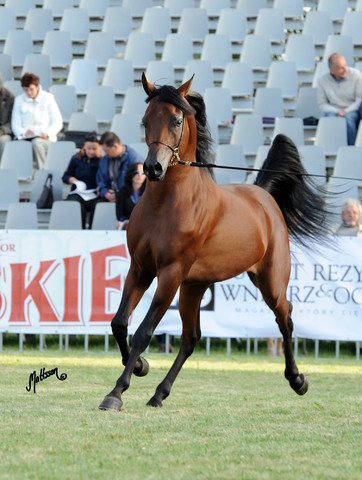 2012 Polish Arabian Horse Days