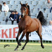 2012 Polish Arabian Horse Days