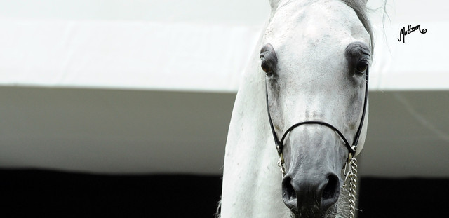 2012 Polish Arabian Horse Days