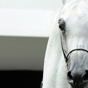 2012 Polish Arabian Horse Days