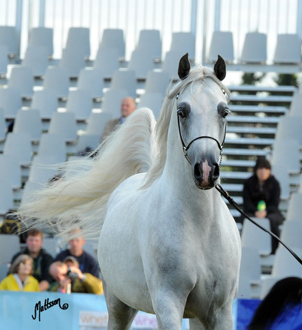 2012 Polish Arabian Horse Days