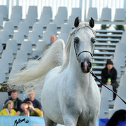 2012 Polish Arabian Horse Days
