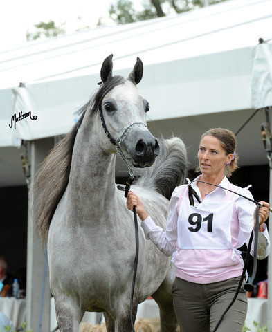 2012 Polish Arabian Horse Days