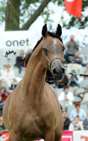 2012 Polish Arabian Horse Days