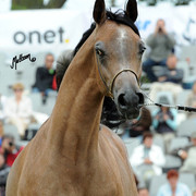 2012 Polish Arabian Horse Days