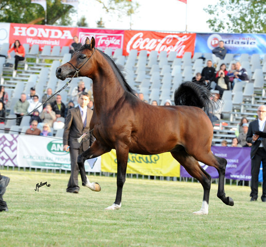 2012 Polish Arabian Horse Days