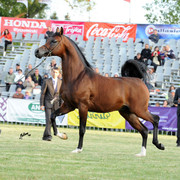 2012 Polish Arabian Horse Days
