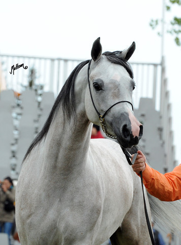 2012 Polish Arabian Horse Days
