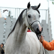 2012 Polish Arabian Horse Days