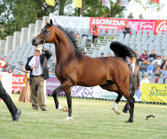 2012 Polish Arabian Horse Days