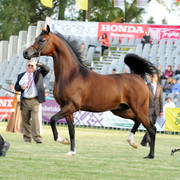2012 Polish Arabian Horse Days